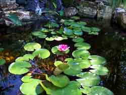 lily-pond-water-garden2.jpg