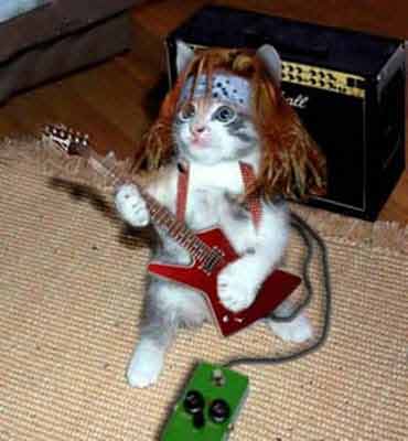Rock and Roll Kitty